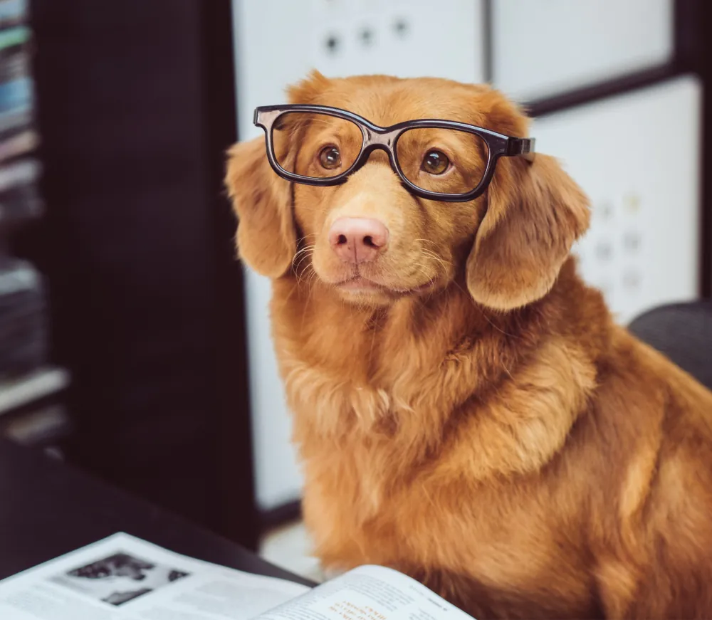 HundeTrainingsZentrum Bremen - Hundeschule - Einzelstunde