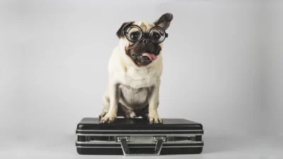 HundeTrainingsZentrum Bremen - Hundeschule - Aufbaukurs