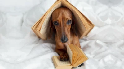 hundetrainingszentrum-bremen.de-hundeschule-einzelstunde HundeTrainingsZentrum Bremen - Hundeschule - Einzelstunde