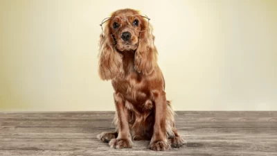 HundeTrainingsZentrum Bremen - Hundeschule - Grundlagenkurs