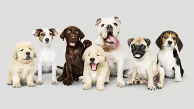 hundetrainingszentrum-bremen.de-hundeschule-welpenberatung HundeTrainingsZentrum Bremen - Hundeschule - Welpenberatung