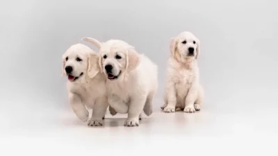 HundeTrainingsZentrum Bremen - Hundeschule - Welpenkurs