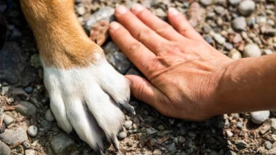 HundeTrainingsZentrum Bremen - Hundeschule - Mitgliedschaft Einzeltraining