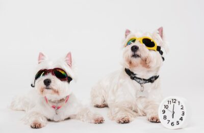 Stundenbetreuung und Training Hundezentrum Bremen