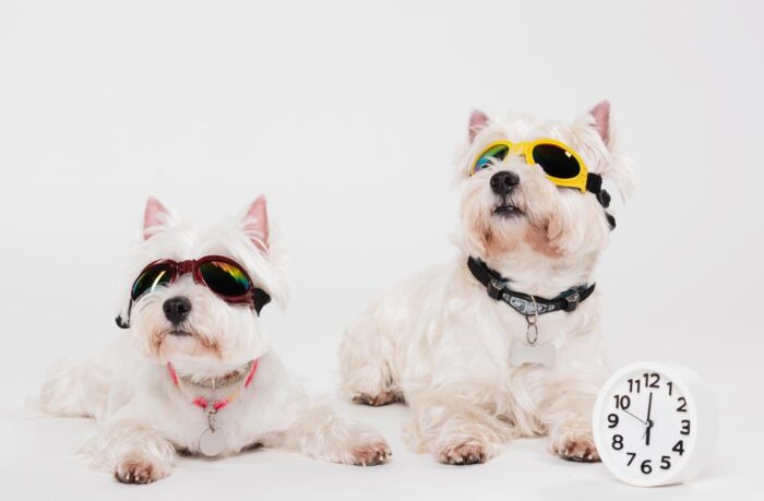 Stundenbetreuung und Training Hundezentrum Bremen Stundenbetreuung und Training Hundezentrum Bremen