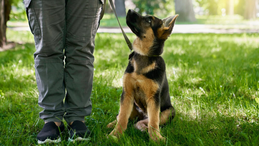 HundeTrainingsZentrum Bremen - Hundeschule - Einzelstunde