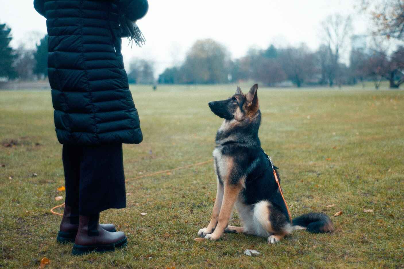 ein hund sitzt aufmerksam vor einem trainer