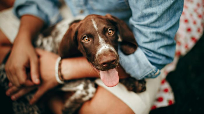 HundeTrainingsZentrum Bremen - Hundeschule - Einzelstunde