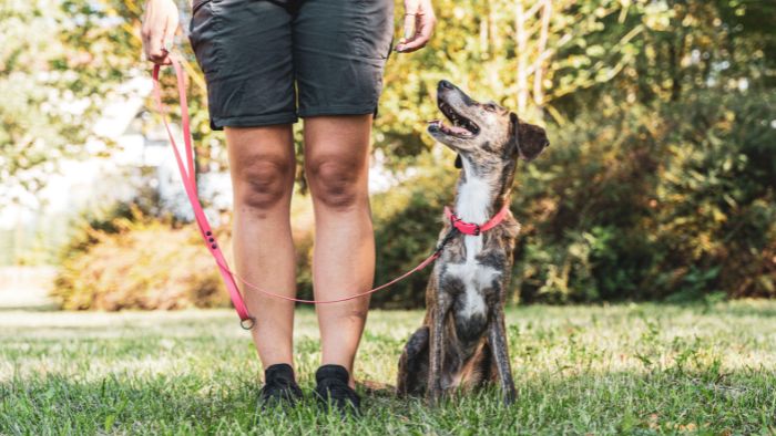 HundeTrainingsZentrum Bremen - Hundeschule - Einzelstunde